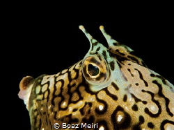 Honeycomb Cowfish by Boaz Meiri 
